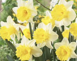 Narcis trubkovitý 'Goblet'