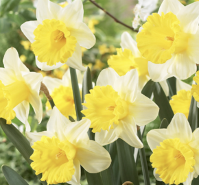 Narcis daffodil 'Goblet' - Narcissus daffodil 'Goblet'