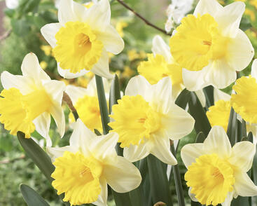 Narcis trubkovitý 'Goblet'