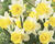 Narcis trubkovitý 'Goblet'