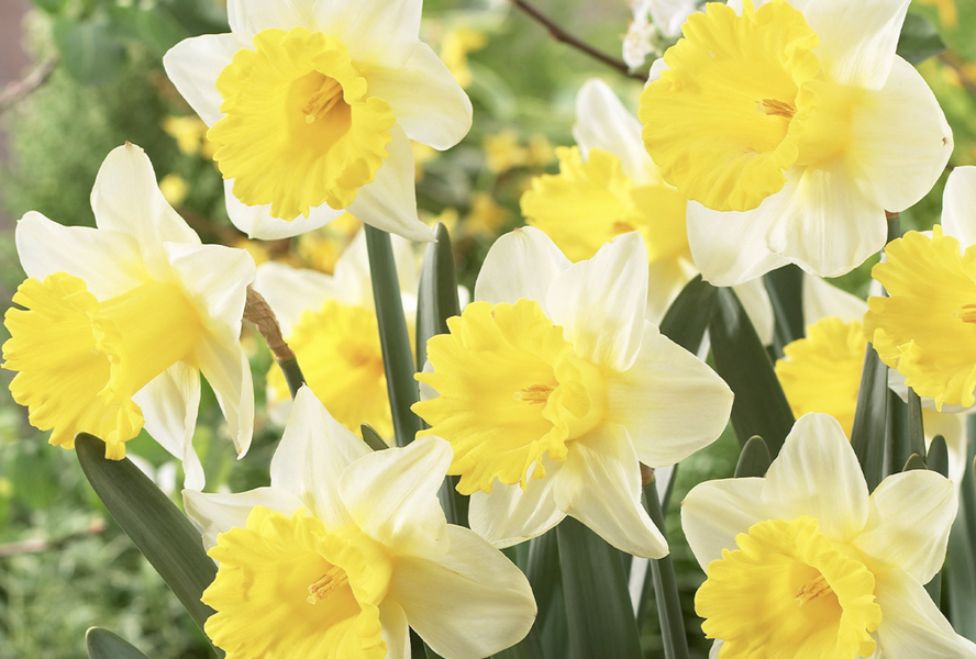 Narcis trubkovitý 'Goblet' - Narcissus Trumpet 'Goblet'