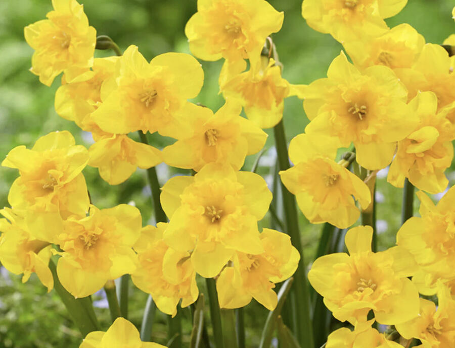 Narcis 'Yellow Parrot' - Narcissus 'Yellow Parrot'