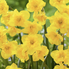Narcis 'Yellow Parrot' - Narcissus 'Yellow Parrot'