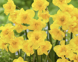 Narcis 'Yellow Parrot'