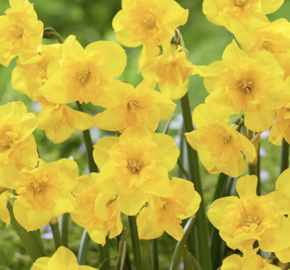 Narcis 'Yellow Parrot' - Narcissus 'Yellow Parrot'