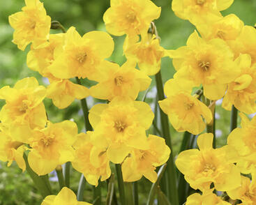 Narcis 'Yellow Parrot'