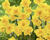 Narcis 'Yellow Parrot'