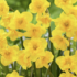 Narcissus daffodil 'Yellow Parrot'.png