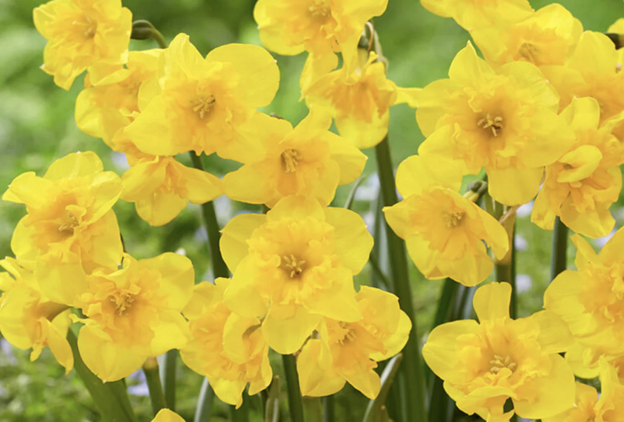 Narcis 'Yellow Parrot' - Narcissus 'Yellow Parrot'
