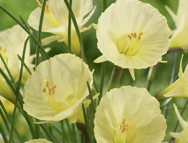 Narcis 'Julia Jane' - Narcissus 'Julia Jane'