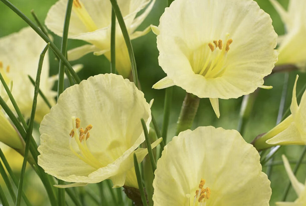 Narcis 'Julia Jane' - Narcissus 'Julia Jane'