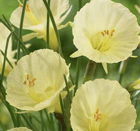 Narcis 'Julia Jane'