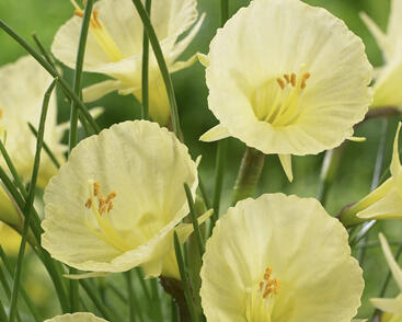 Narcis 'Julia Jane'