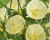 Narcis 'Julia Jane'