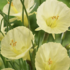 Narcissus 'Julia Jane'.png