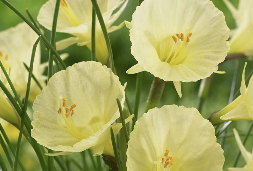 Narcis 'Julia Jane' - Narcissus 'Julia Jane'