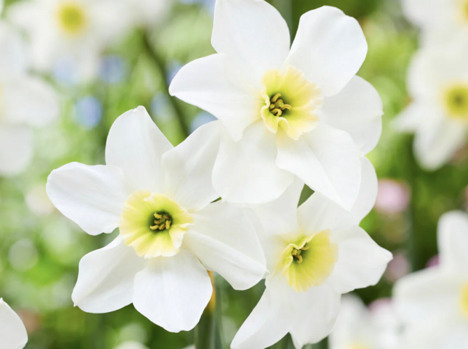Narcis malokorunný 'Lieke' - Narcissus Small Cupped 'Lieke'