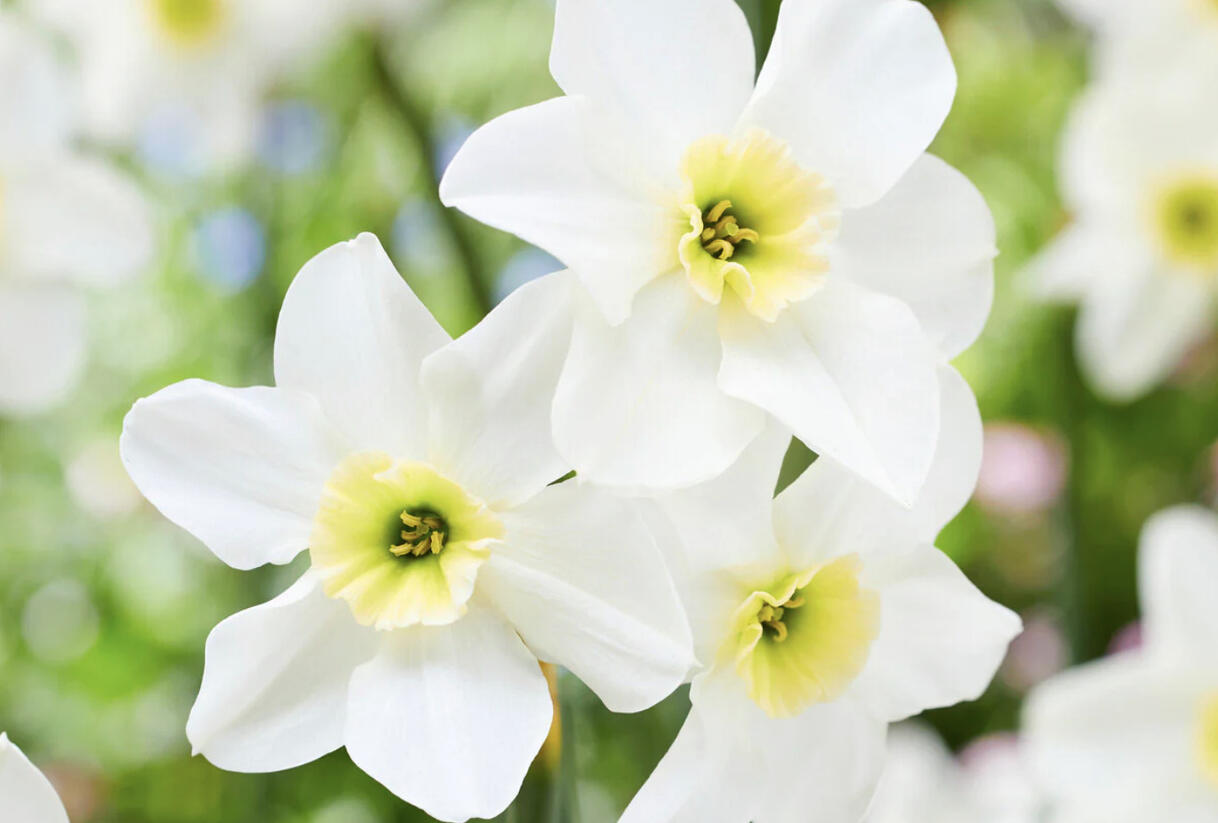Narcis malokorunný 'Lieke' - Narcissus Small Cupped 'Lieke'