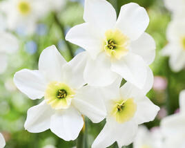 Narcis malokorunný 'Lieke'