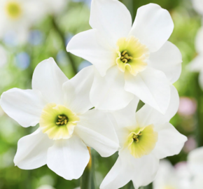 Narcis malokorunný 'Lieke' - Narcissus Small Cupped 'Lieke'