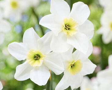 Narcis malokorunný 'Lieke'