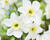 Narcis malokorunný 'Lieke'