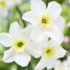 Narcissus Small Cupped 'Lieke'.png