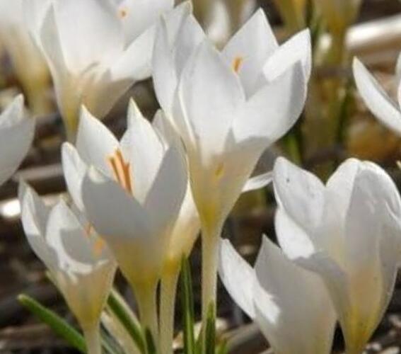 Krokus, šafrán 'Miss Vain' - Crocus 'Miss Vain'