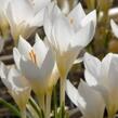 Krokus, šafrán 'Miss Vain' - Crocus 'Miss Vain'