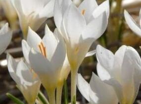 Krokus, šafrán 'Miss Vain' - Crocus 'Miss Vain'