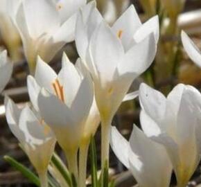 Krokus, šafrán 'Miss Vain' - Crocus 'Miss Vain'