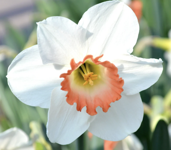 Narcis 'Pink Charm' - Narcissus 'Pink Charm'