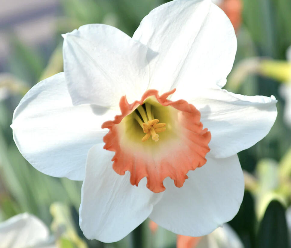 Narcis 'Pink Charm' - Narcissus 'Pink Charm'