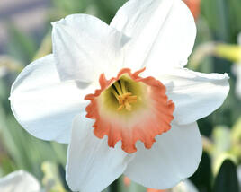 Narcis 'Pink Charm'