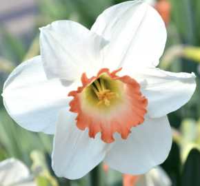 Narcis 'Pink Charm' - Narcissus 'Pink Charm'