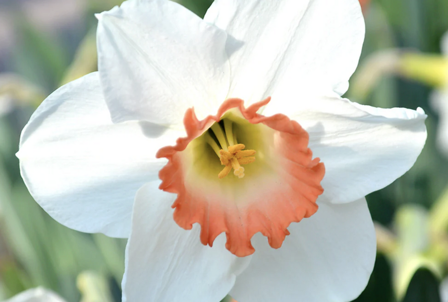 Narcis 'Pink Charm' - Narcissus 'Pink Charm'