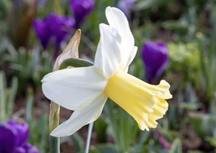 Narcis 'Princess Amalia' - Narcissus 'Princess Amalia'