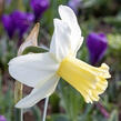 Narcis 'Princess Amalia' - Narcissus 'Princess Amalia'