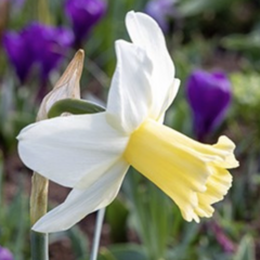 Narcis 'Princess Amalia' - Narcissus 'Princess Amalia'