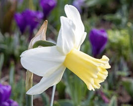 Narcis 'Princess Amalia'