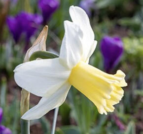 Narcis 'Princess Amalia'