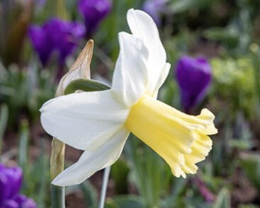 Narcis 'Princess Amalia'