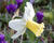 Narcis 'Princess Amalia'