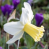 Narcissus 'Princess Amalia'.png