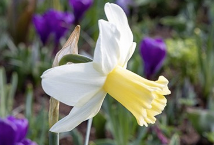 Narcis 'Princess Amalia' - Narcissus 'Princess Amalia'