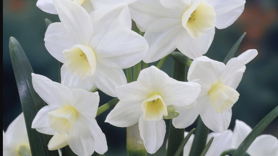 Narcis 'Silver Chimes' - Narcissus 'Silver Chimes'