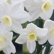 Narcis 'Silver Chimes' - Narcissus 'Silver Chimes'