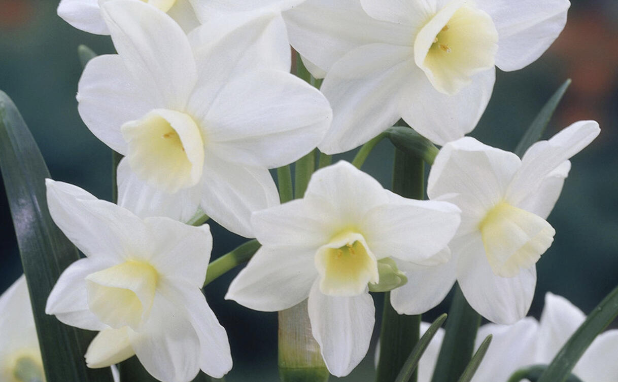 Narcis 'Silver Chimes' - Narcissus 'Silver Chimes'
