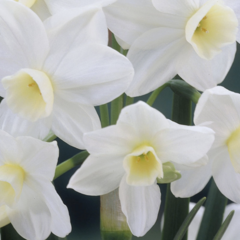 Narcis 'Silver Chimes' - Narcissus 'Silver Chimes'