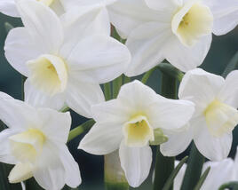 Narcis 'Silver Chimes'
